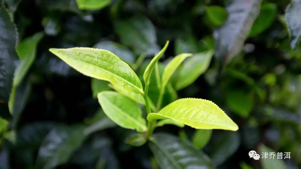 【茶百科】普洱新茶里的花蜜香是怎样形成的？