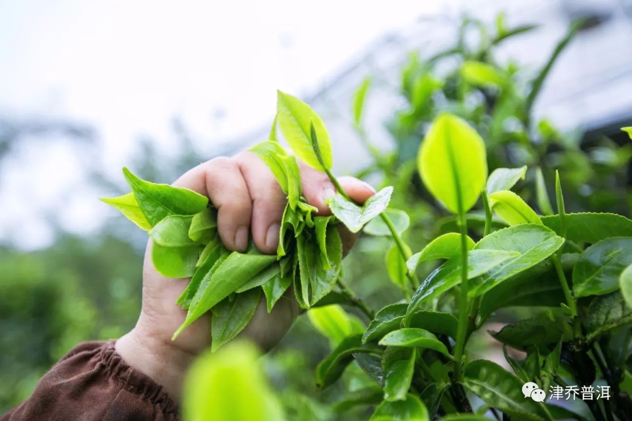 【茶百科】古树茶，因何而吸引人？