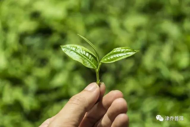 【茶百科】关于“云南大叶茶的正宗”——勐库大叶种，你想了解的内容都在这里