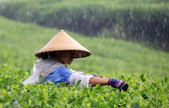 【茶百科】夏茶和雨水茶有什么关系？夏茶品质为何远不如春茶、秋茶？