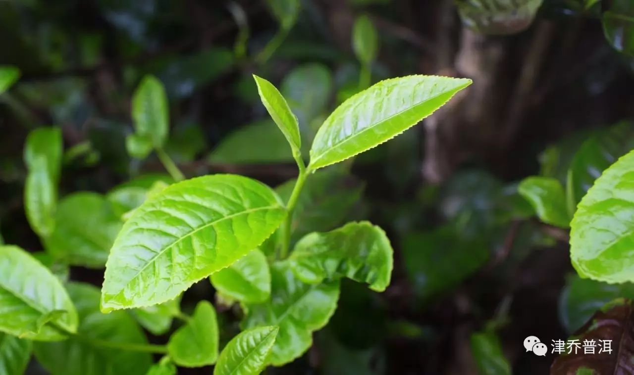 【茶识】解读茶之密码，从这些成分开始