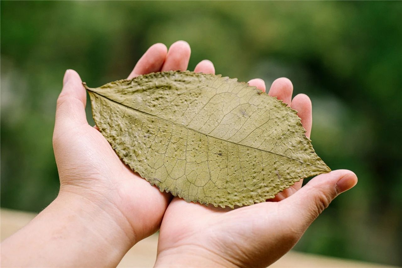 【津品茶话】生而向上，一片茶叶的4次生命