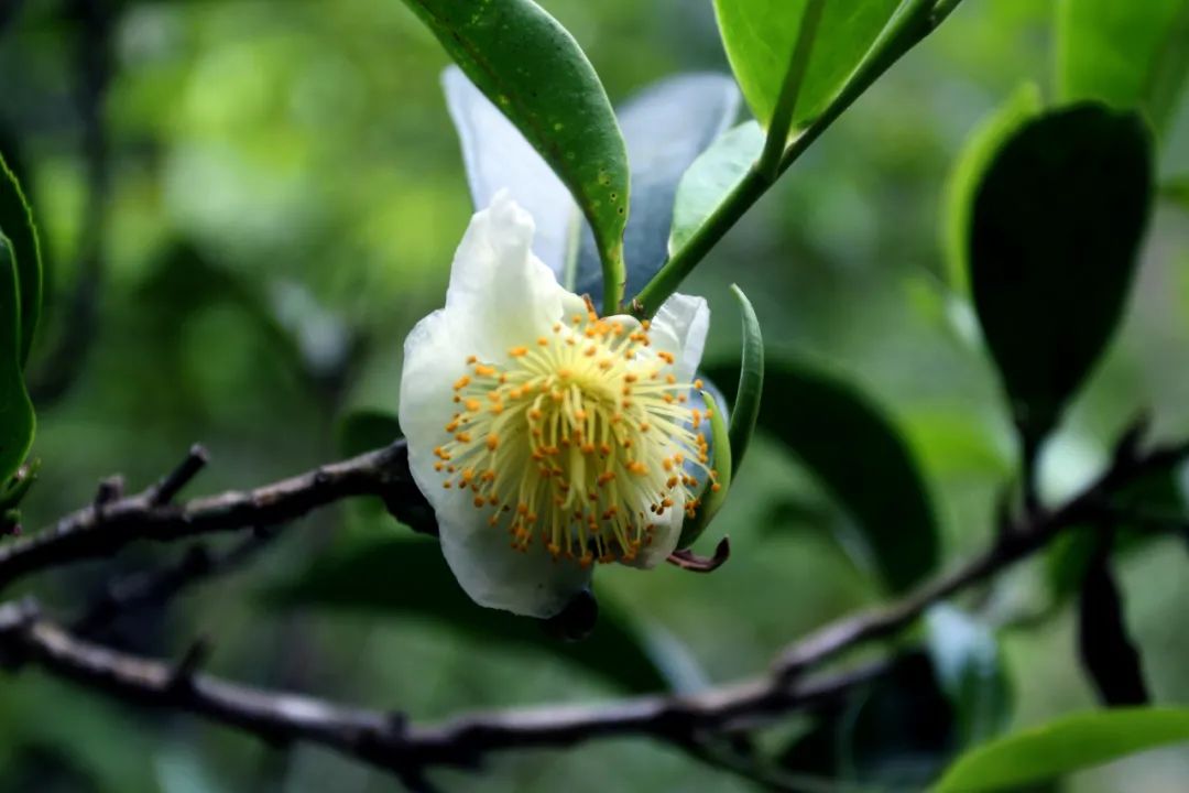 都说春水秋香，“谷花茶”究竟好在哪里