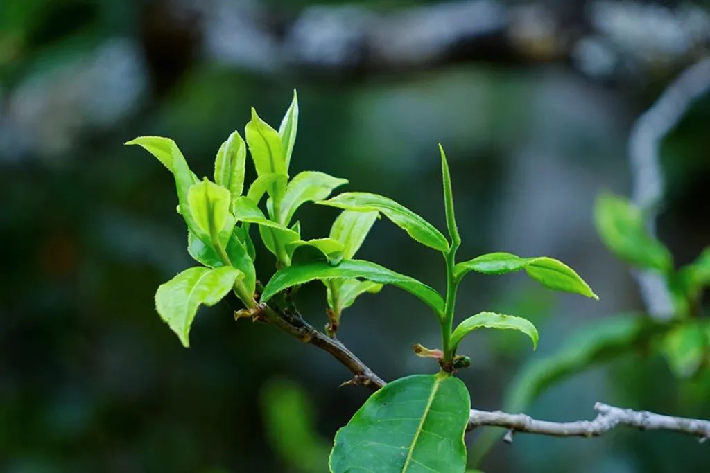 春茶季来临在即，盼春茶的人在盼什么呢？