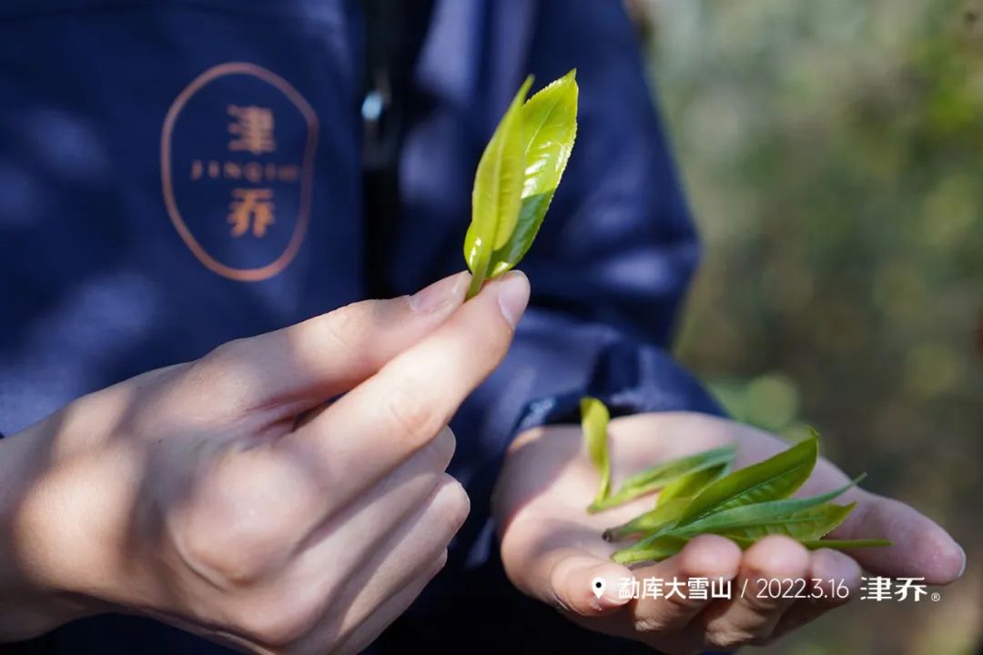 勐库产区春芽努出，津乔茶业开秤在即