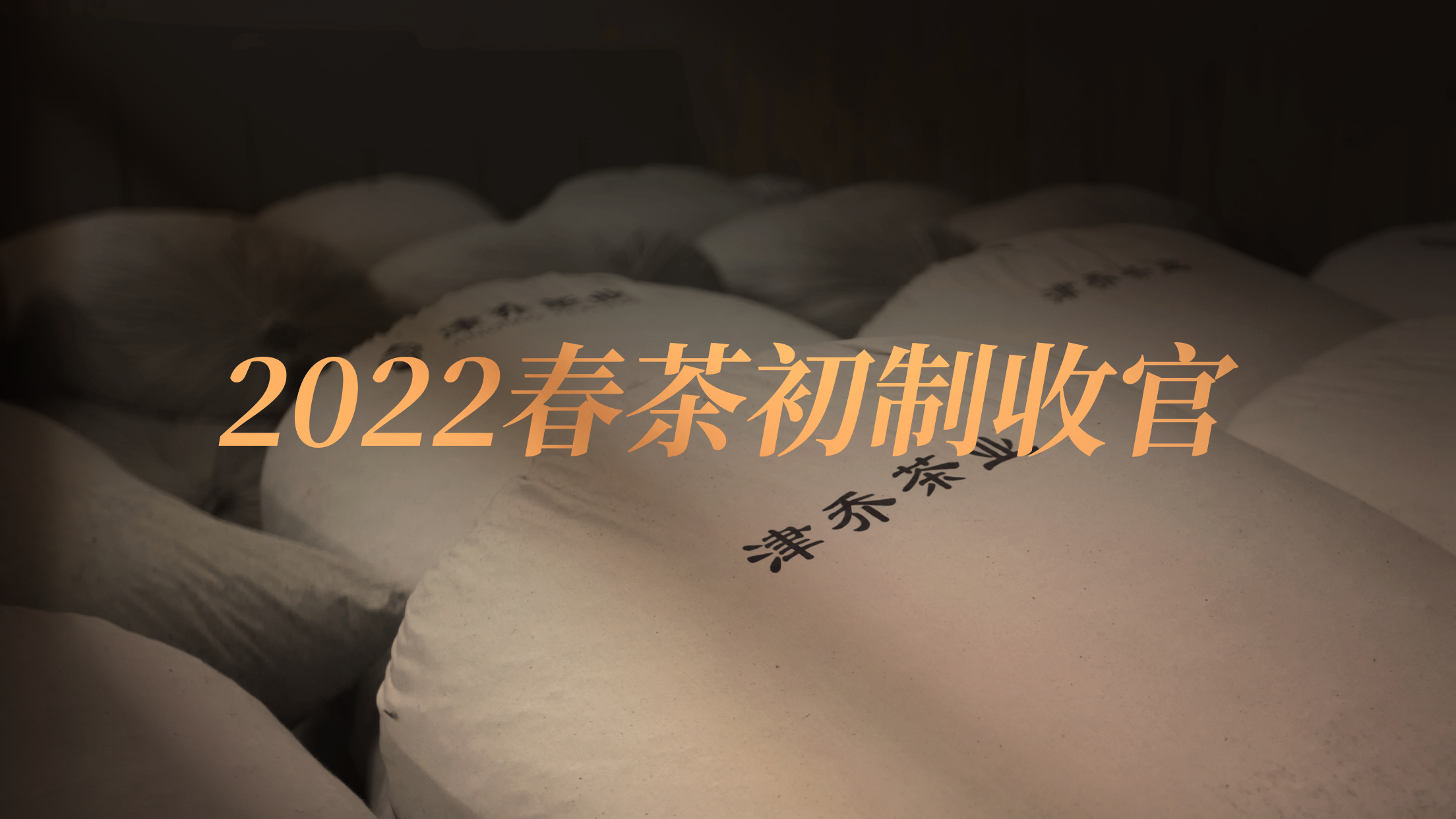 心匠制，好茶可期，2022津乔春茶初制圆满收官